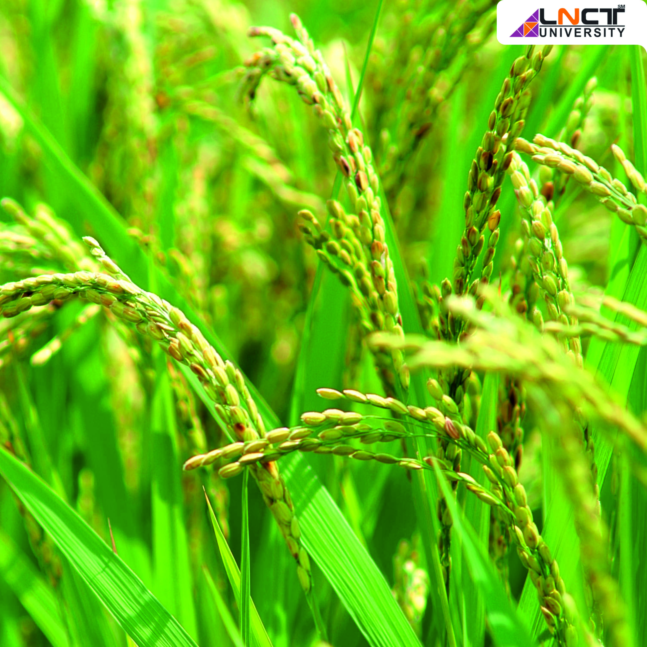 Scope-of-B.-Sc-Agriculture